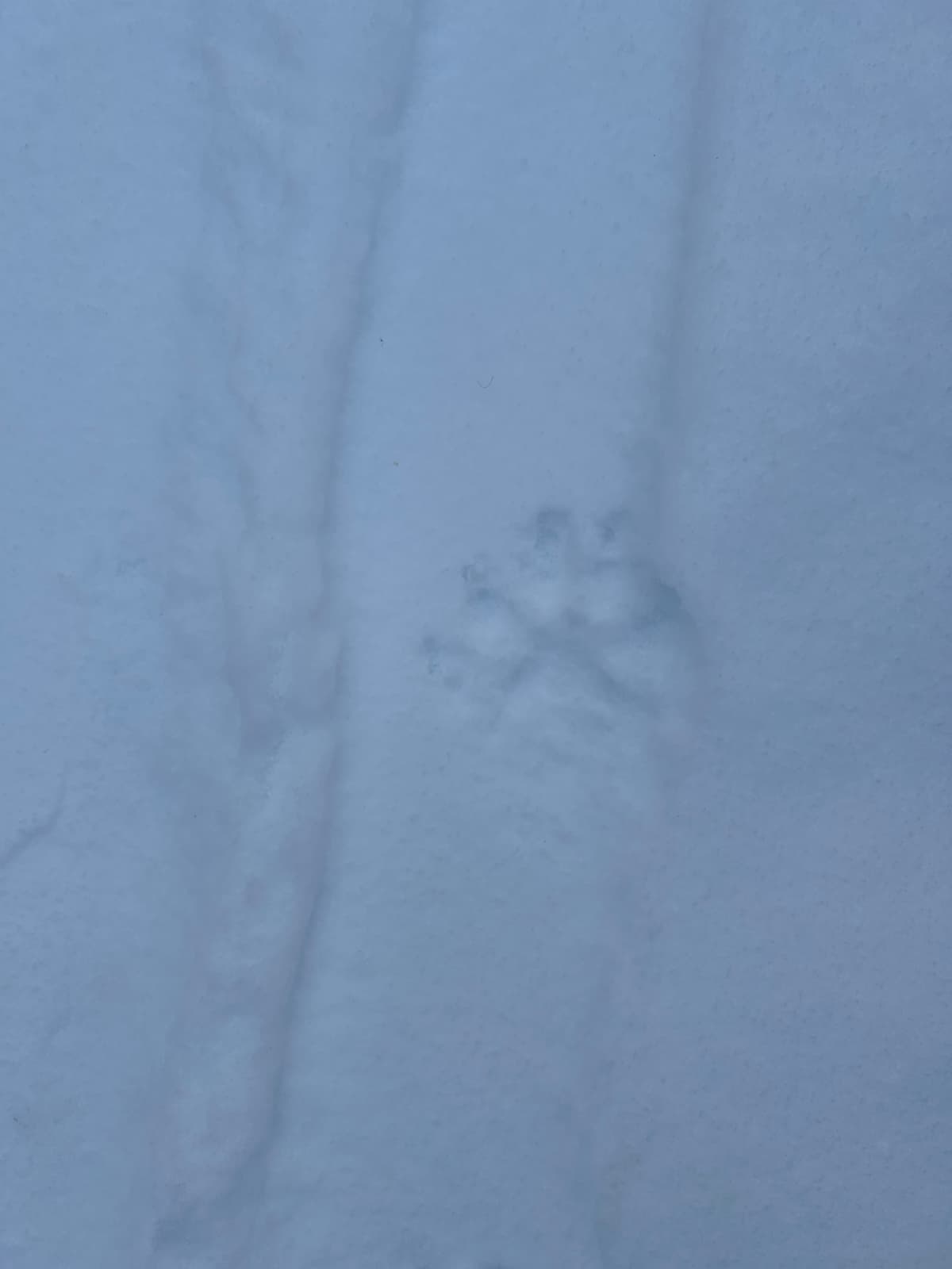Lynx!