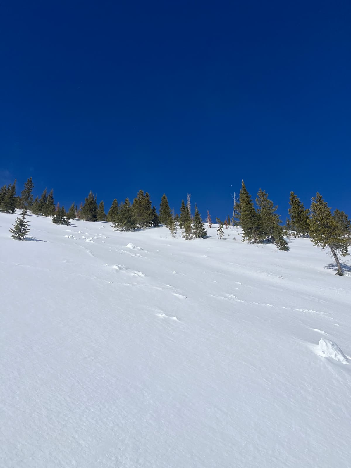 evidence of previous wind-loaded terrain releasing (likely January storm(s))