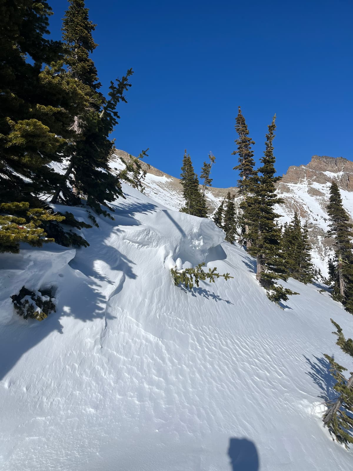 some wind-loaded features at tree-line/alpine transition