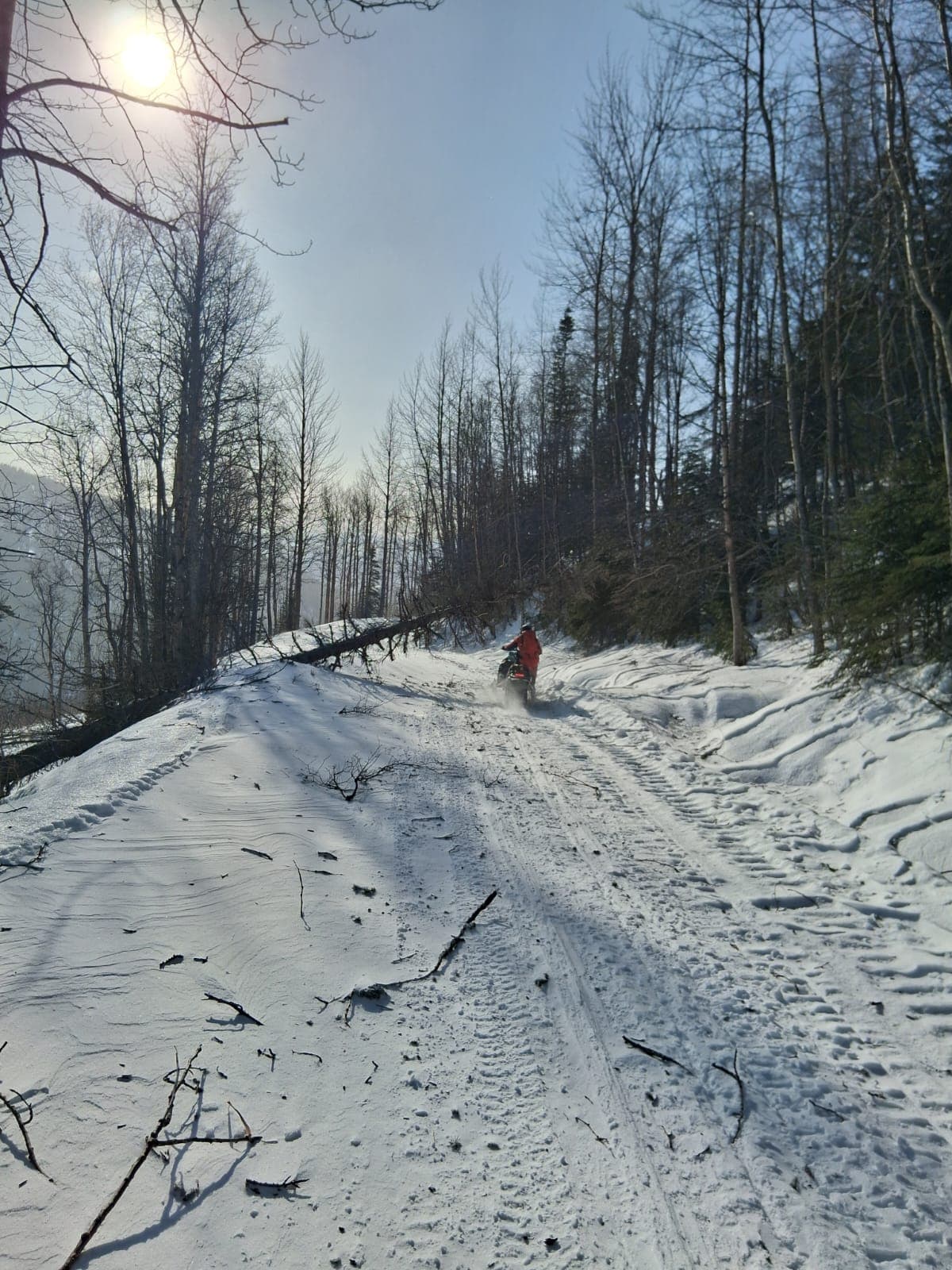 Blowdown on access road.