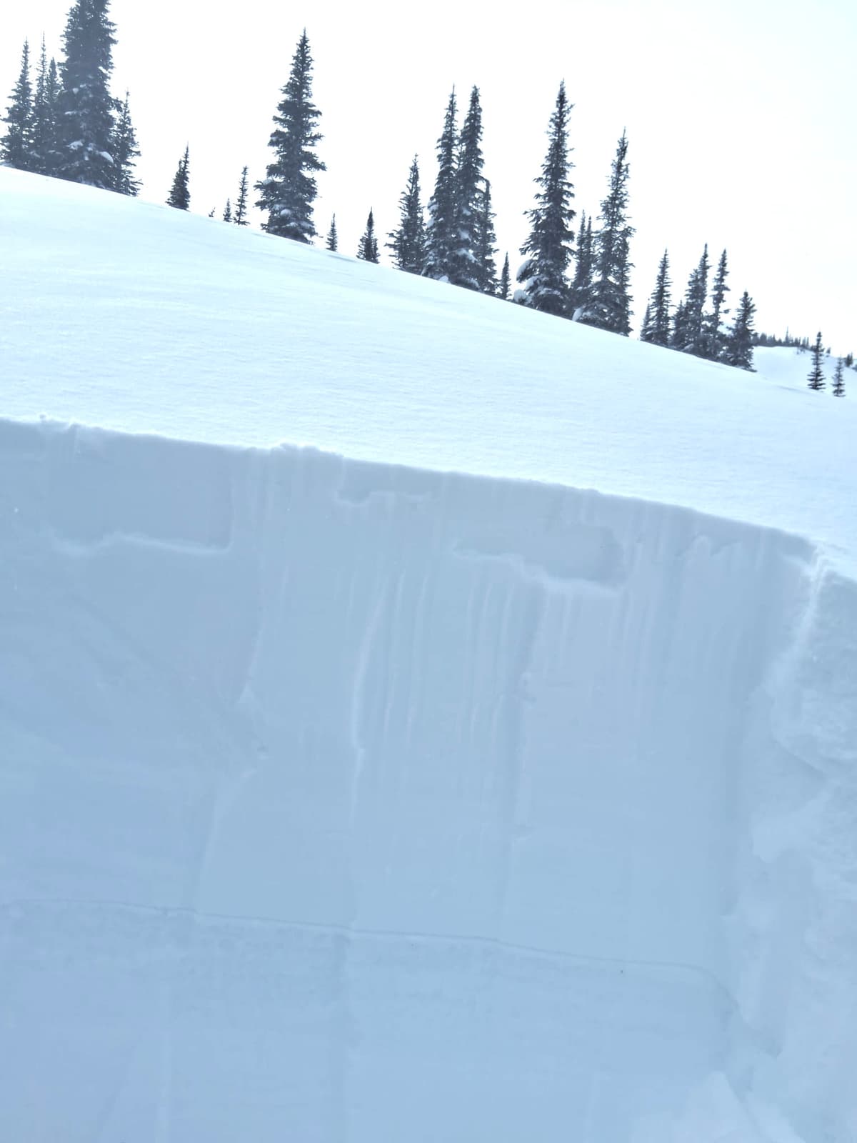 About 60cm of snow now sits over the Feb 7 crust in sheltered areas. 