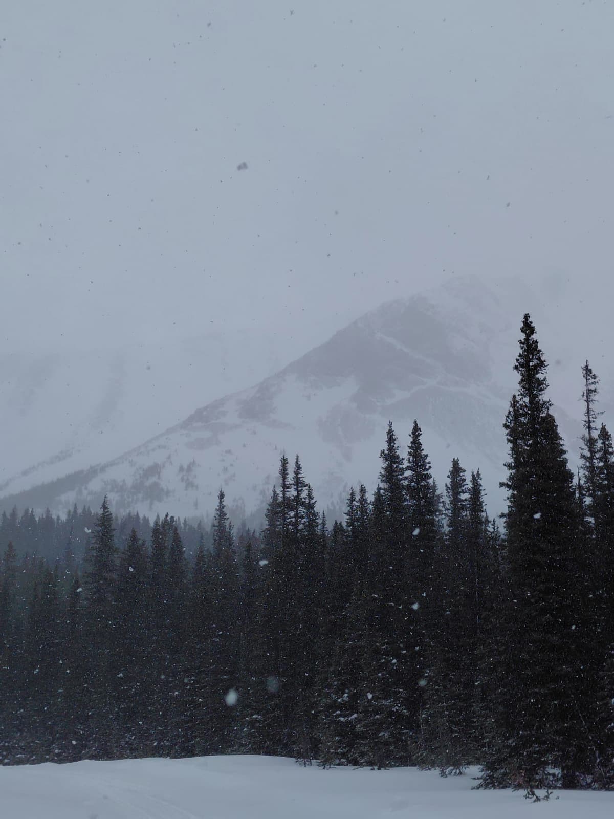Strong winds in the alpine were transporting snow onto north- and west-facing aspects. 