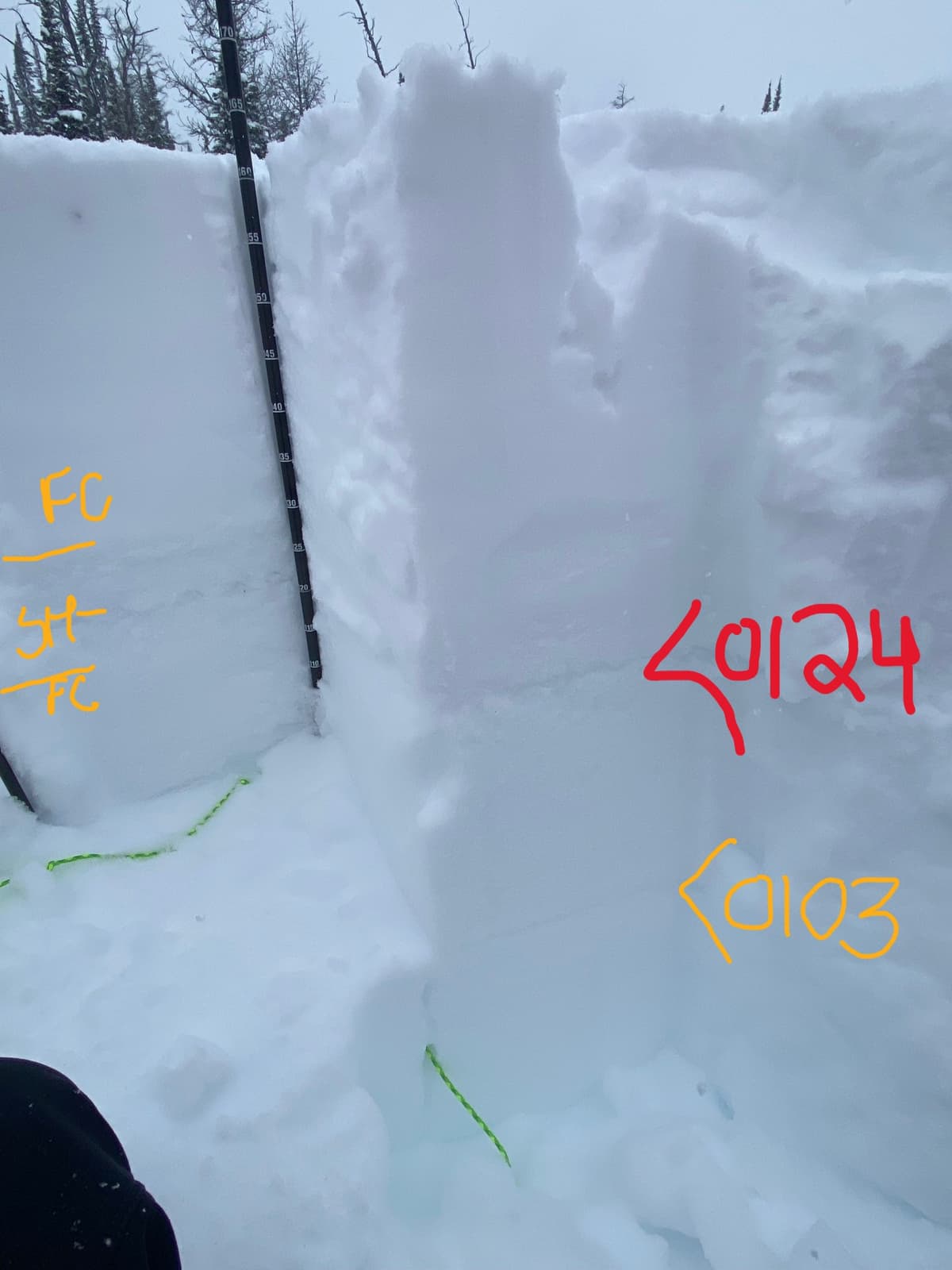 2200m flat meadow - Surface Hoar in Facets down ~40cm 