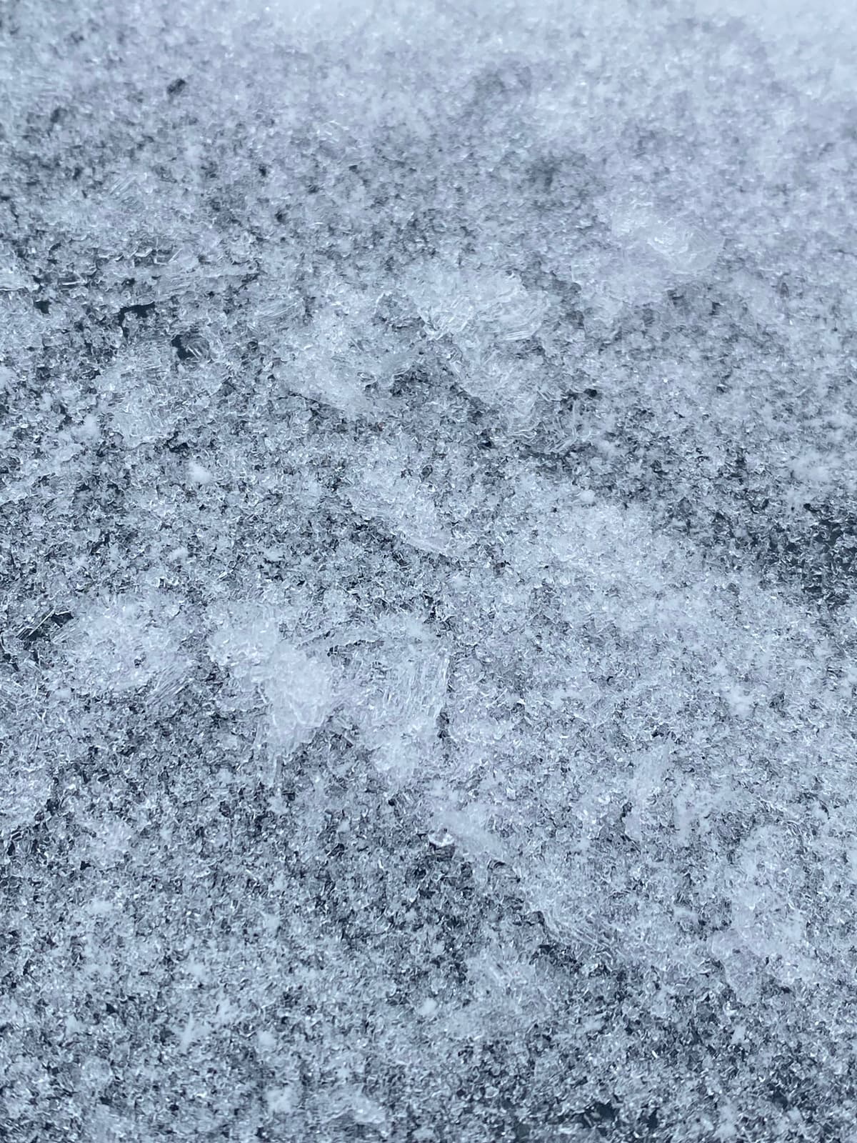 Facets and Surface Hoar at 2200m