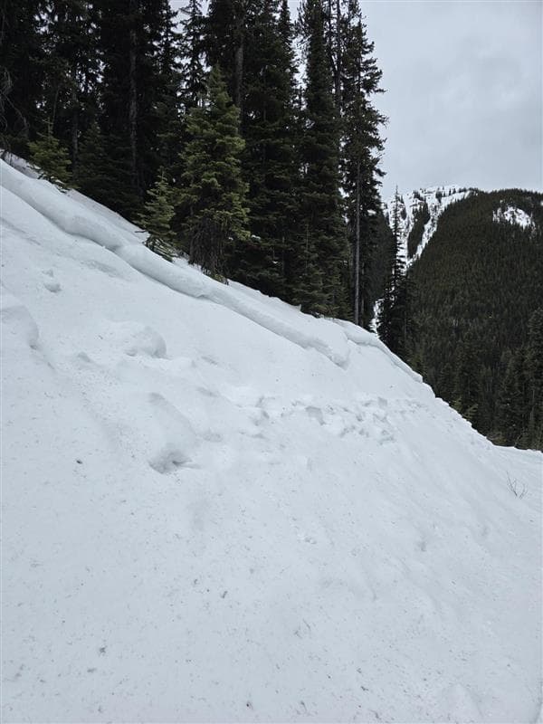 Evidence of a previous persistent slab cycle. We found it to have failed on Surface Hoar.