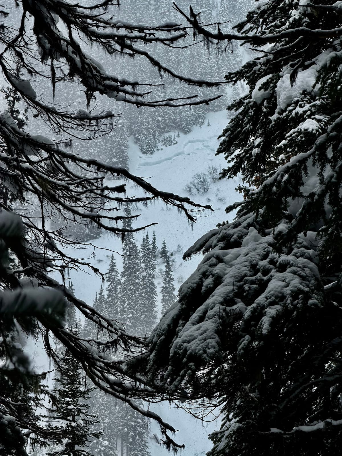 Natural avalanche we saw across the valley from our skin track, appeared to be about a day+ old. Slide was on a SE facing slope. 