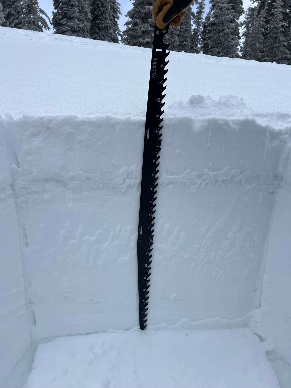 View of snowpack down to the PWL, 85 cm! 