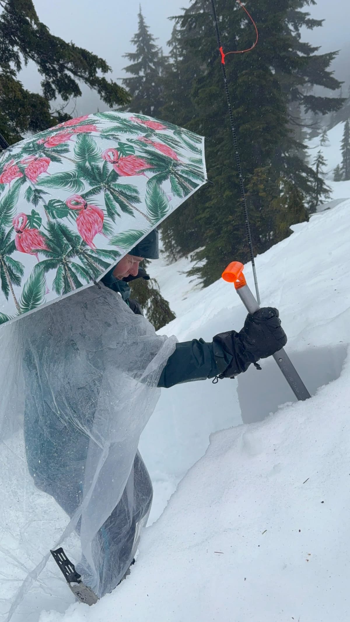 You dont need a flamingo umbrella to perform snowpack tests... but it helps!