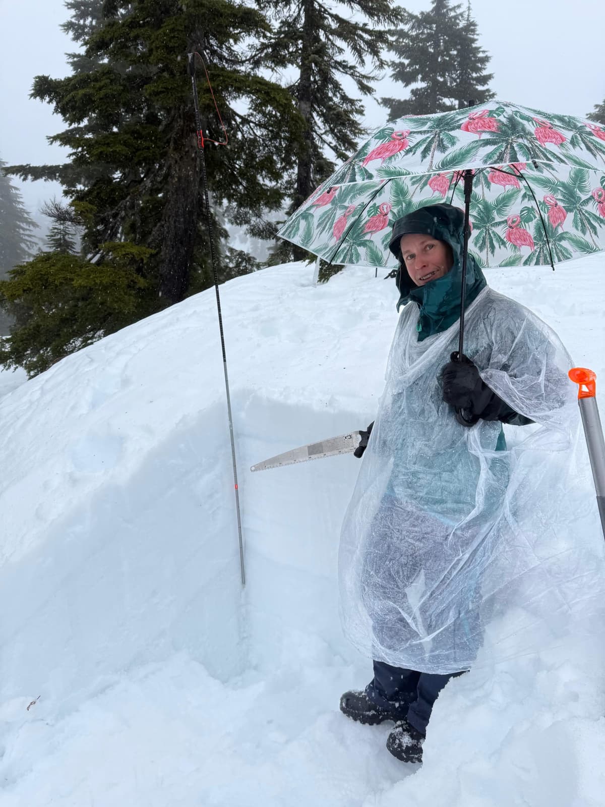 Several crusts exist in the upper meter of the snowpack as you can see in the photo. All seemed well bonded and were unreactive to tests.