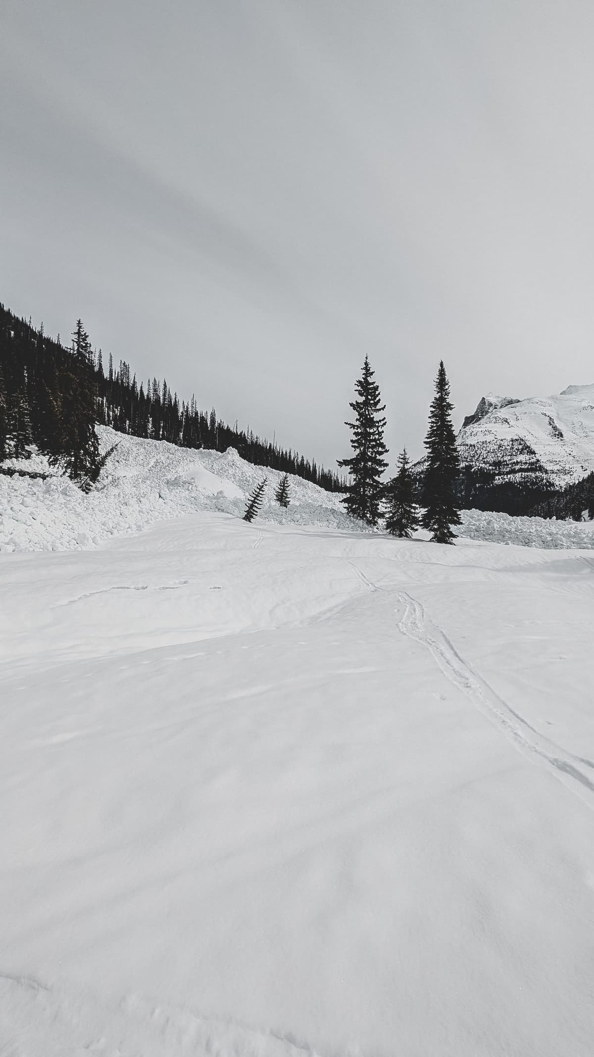 Grizzly slide path looking down the valley 
