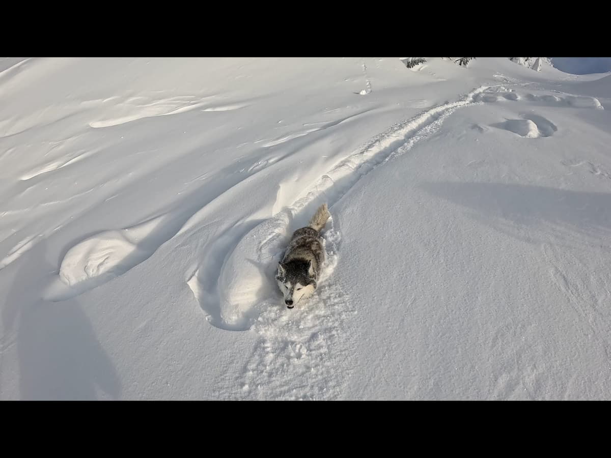 Frozen tree bombs/avalanche debris? 