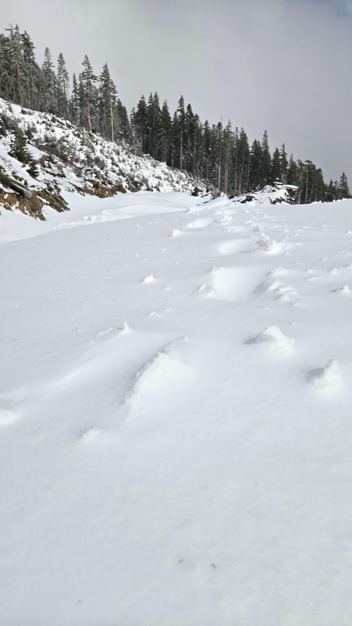 Wind filling our footprints and forming micro wind slabs in open below treeline (1250m). Likely a bit more than micro at treeline and alpine.