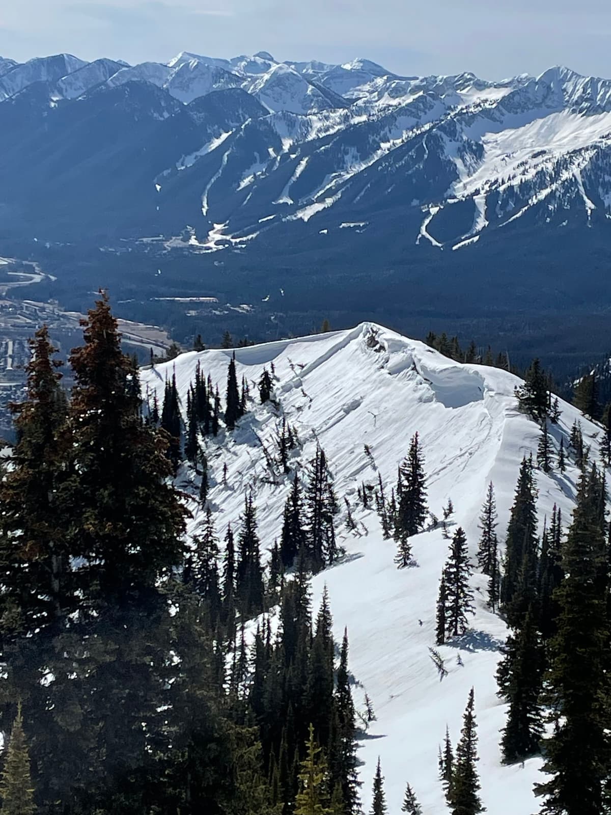East facing slope with crown near the top of mt. Procter