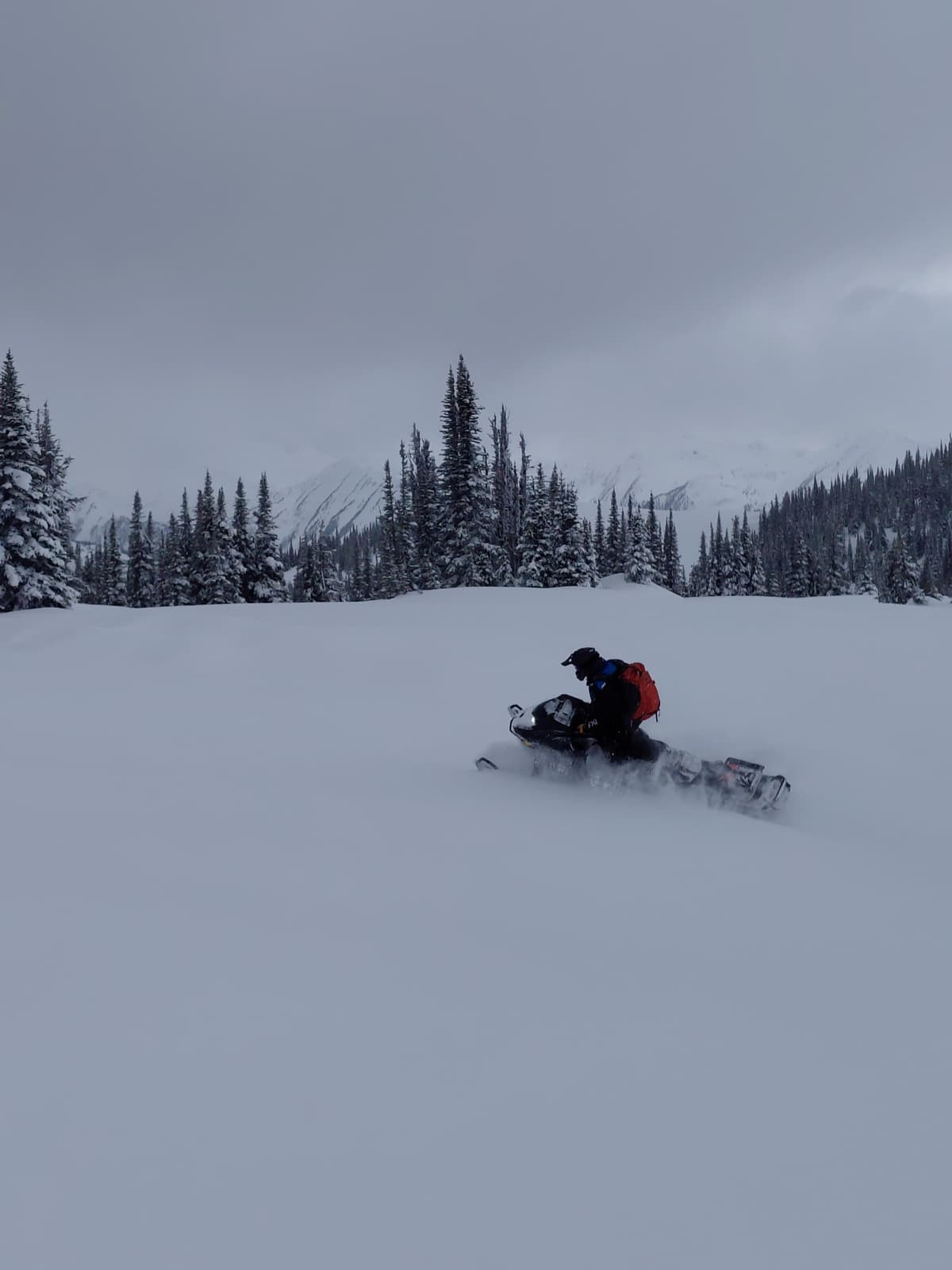 Pockets of powder in the trees. 