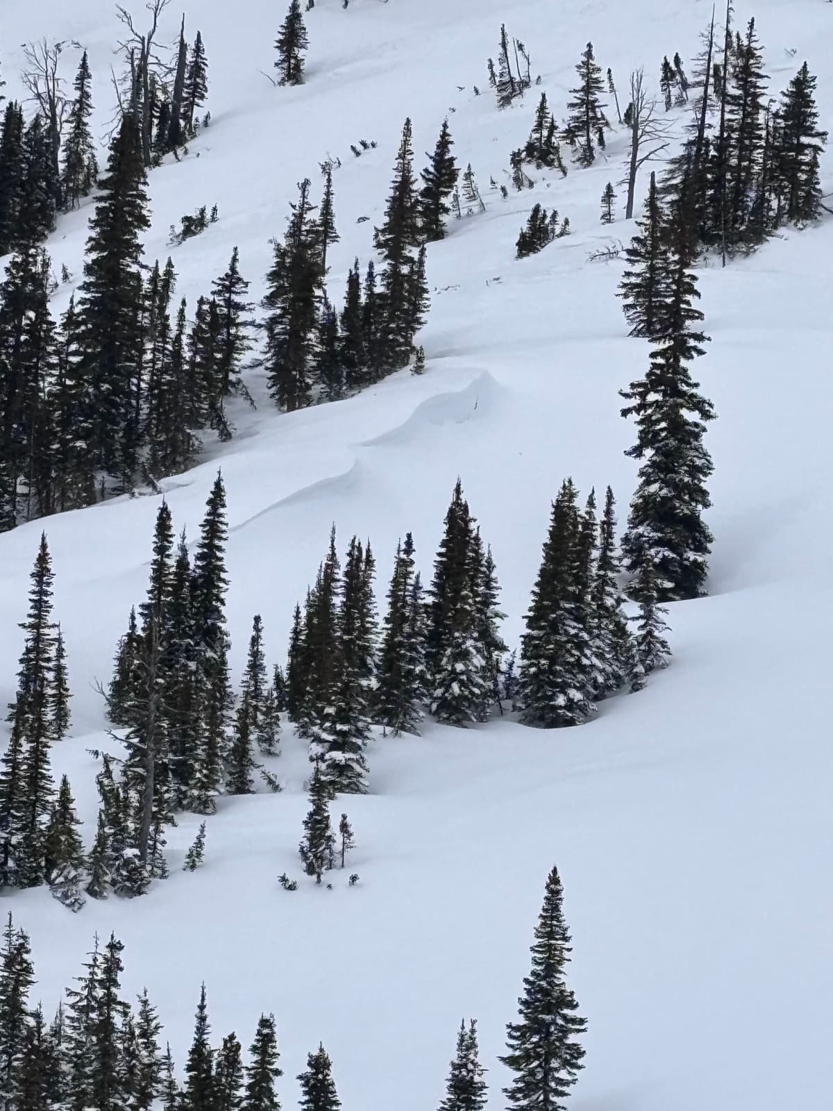 Treeline cornice growth