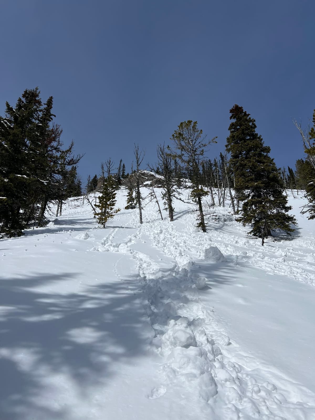 Pinwheeling in the treeline