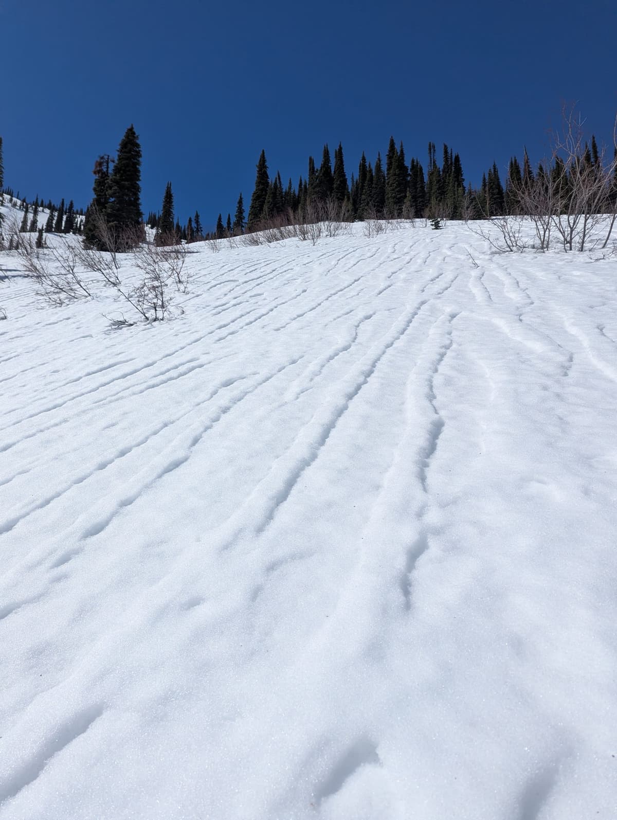 Strange snow surface, SE aspect ~1400m, ski pen 10cm