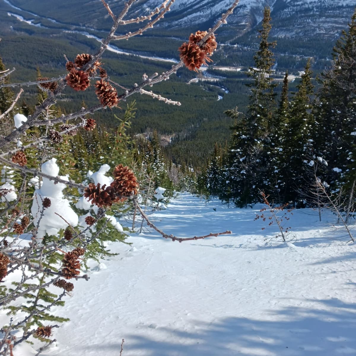 Looking back at the bushwhack.