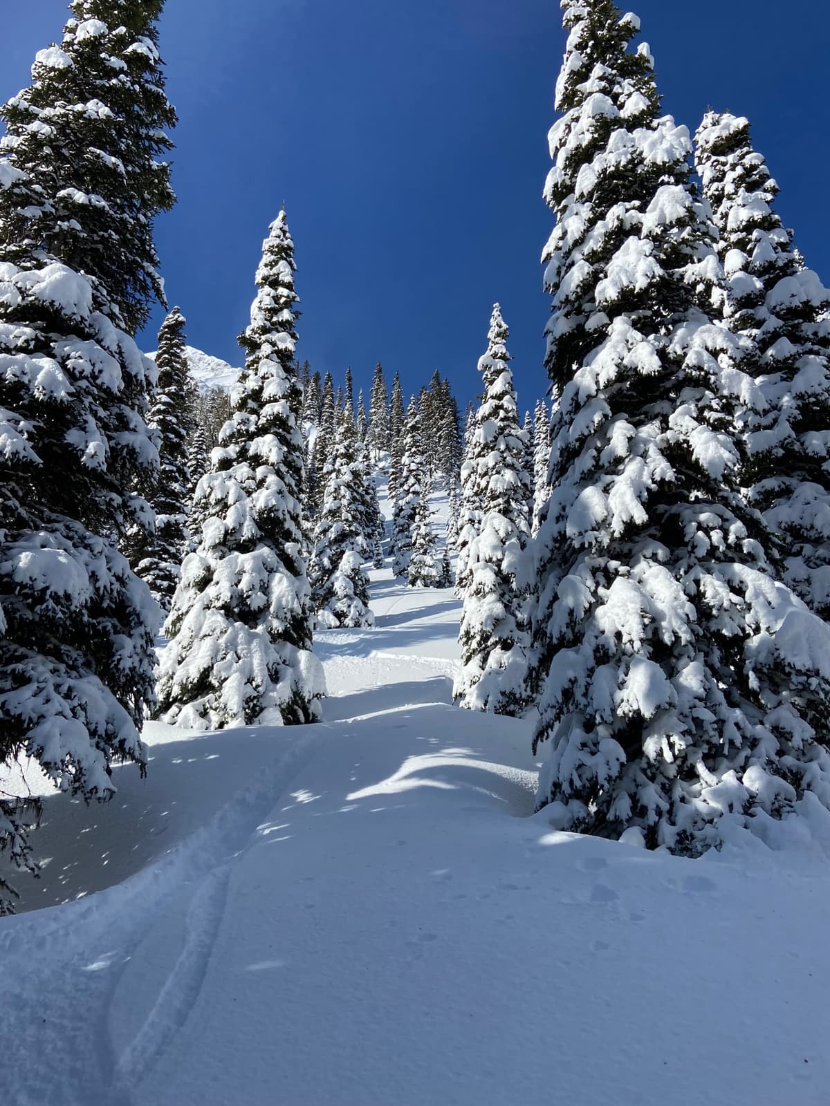 Fluffy powder on the E side of the ridge 