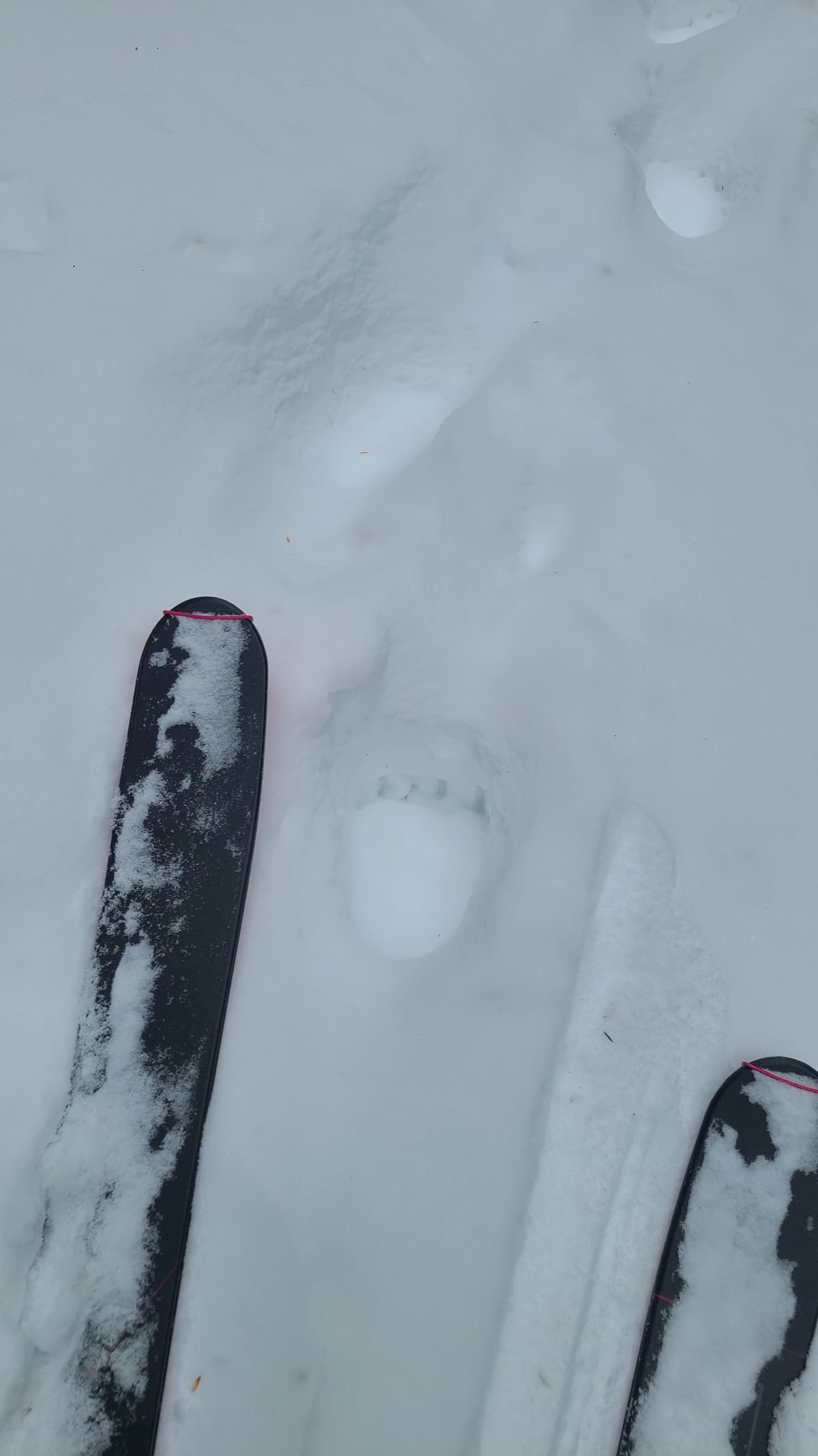 There's bears out there. 
