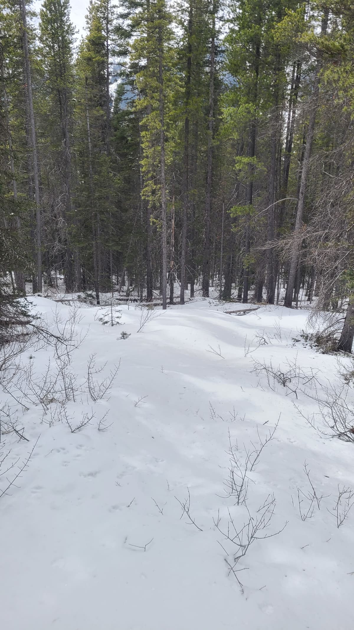 Coverage like this almost to the road. Rock solid snow with dry dust on top even at 4pm. 