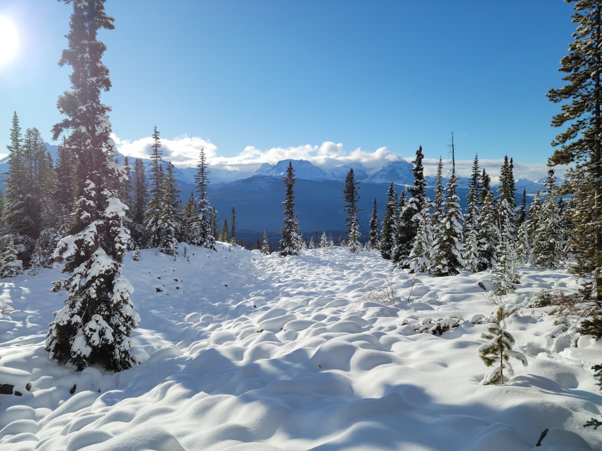 Still quite thin coverage even when approaching treeline.