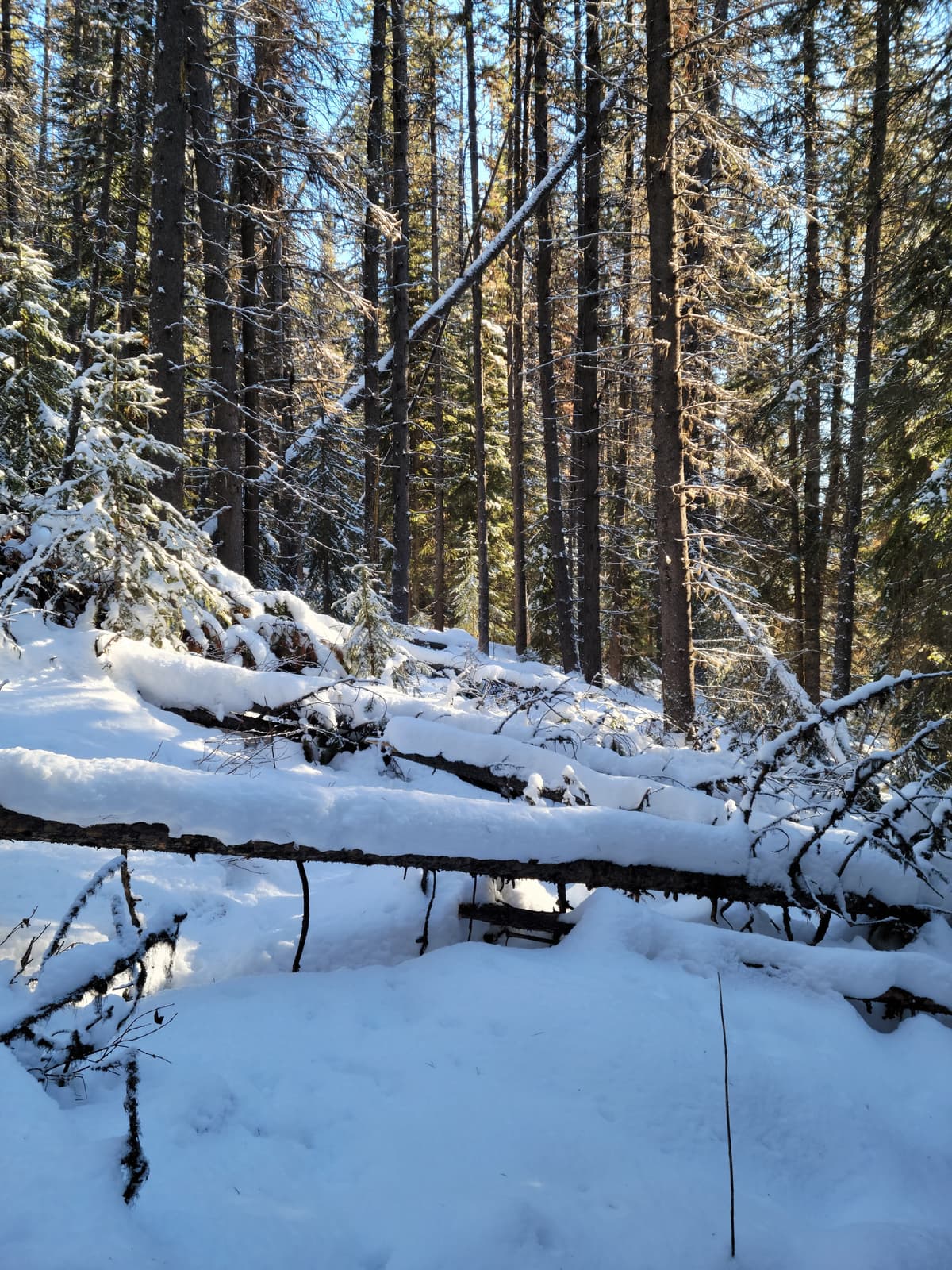 A fair bit of deadfall across the trail.