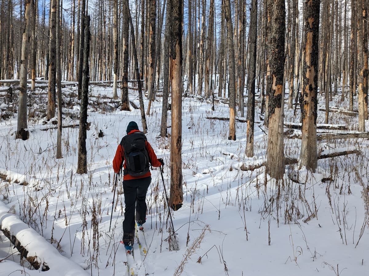 A woody ascent...we turned around a few minutes after this