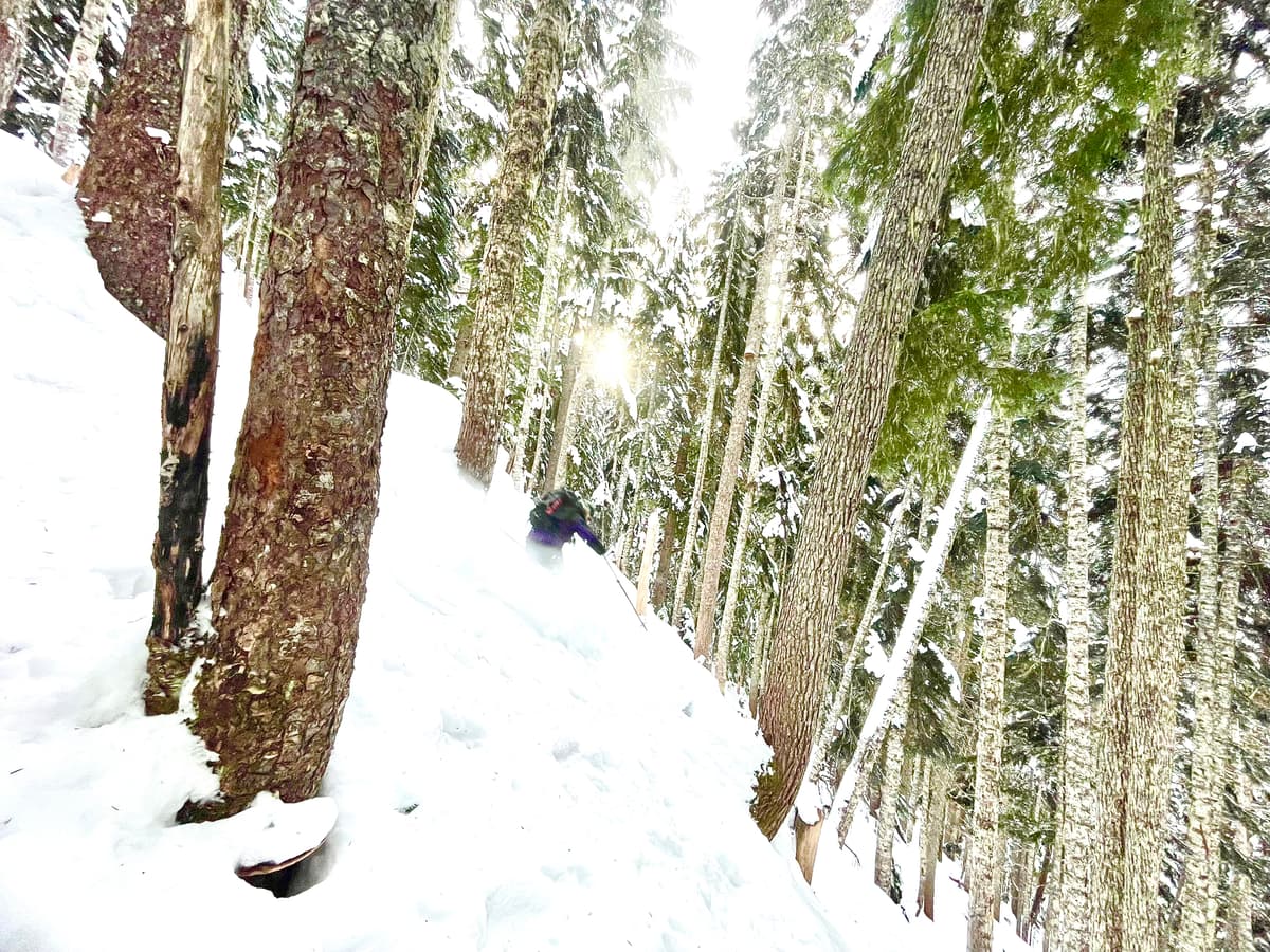 Skiing in the trees was ok but a bit crusty, with only 10cm overlying a hard crust.