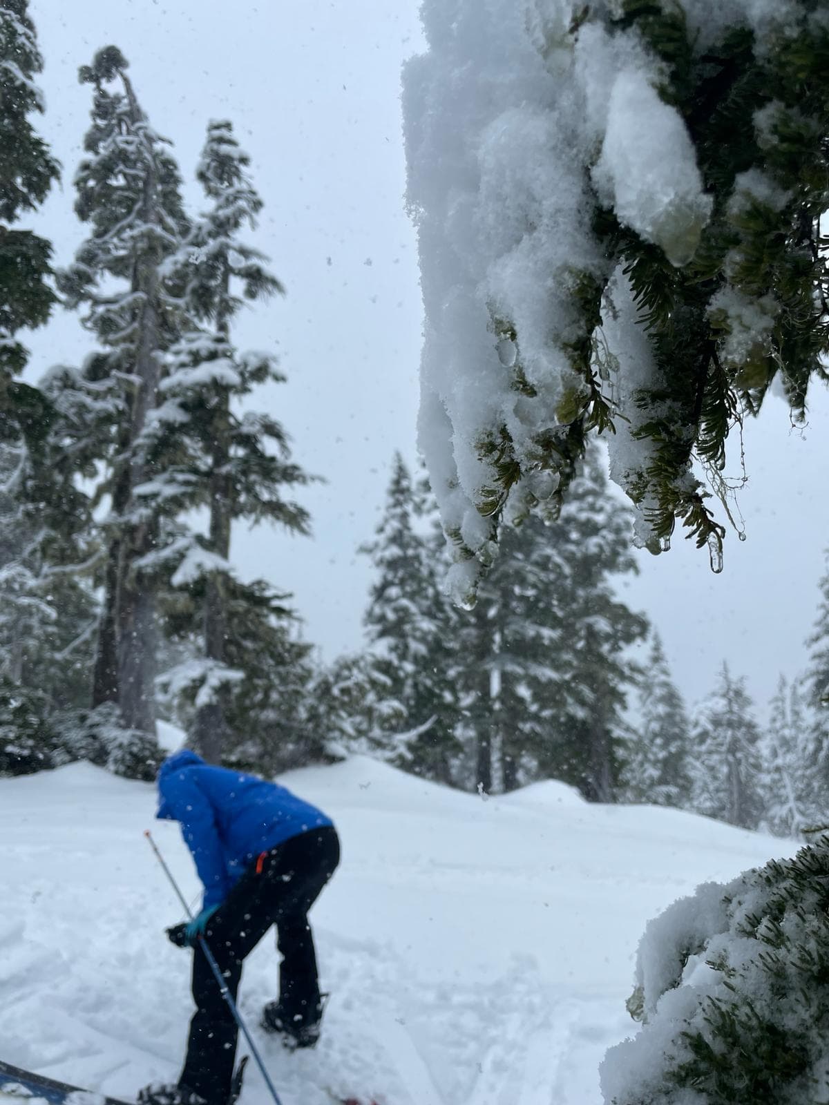 Trees dripping and transceivers dipping.