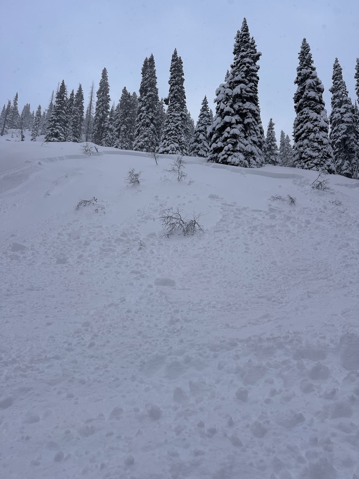 Skier remote noted as we left the opening back into the dense trees.