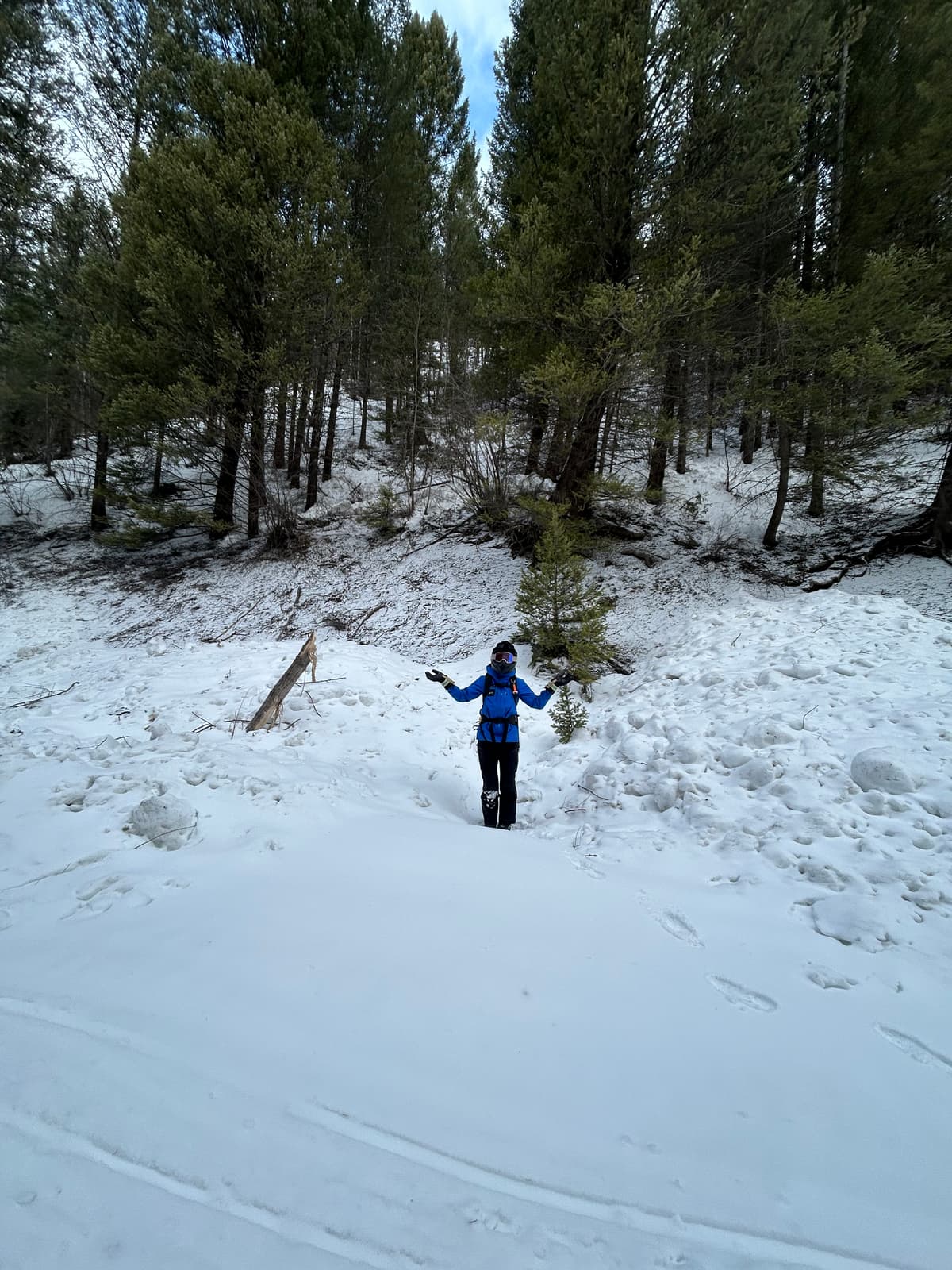 Wet loose avalanches … couple of days old, but clearly showing how trees don’t necessarily protect ya !