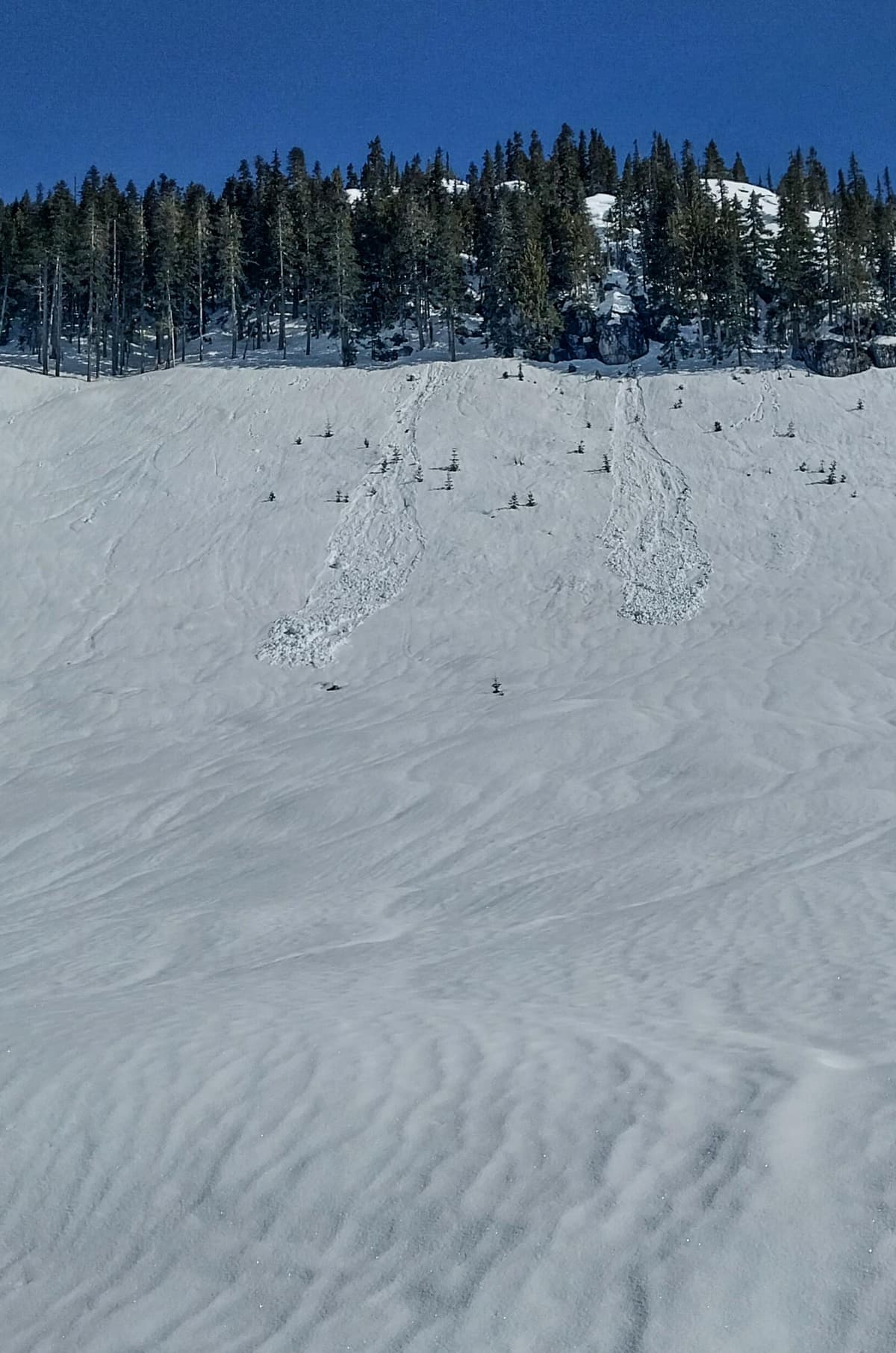 A couple of small loose wet avalanches in teh cutblock, likely from yesterday afternoon.