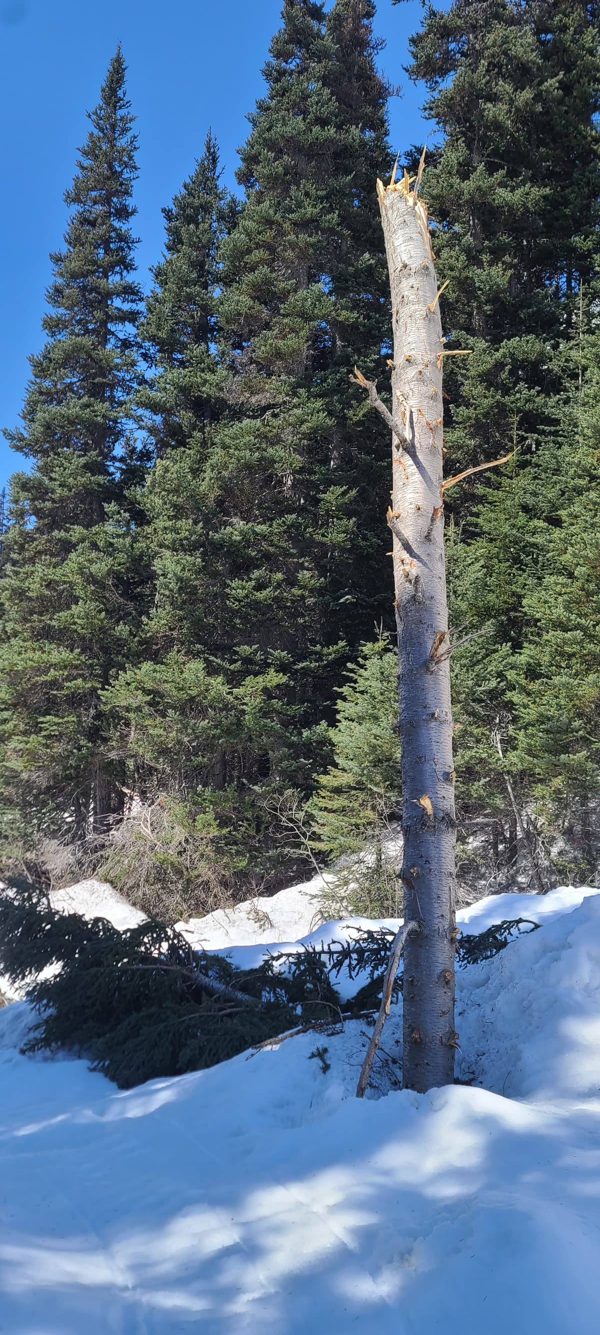 Took me awhile to figure out how this tree snapped off so high with minimal deris below it. Who can fiqure it out?