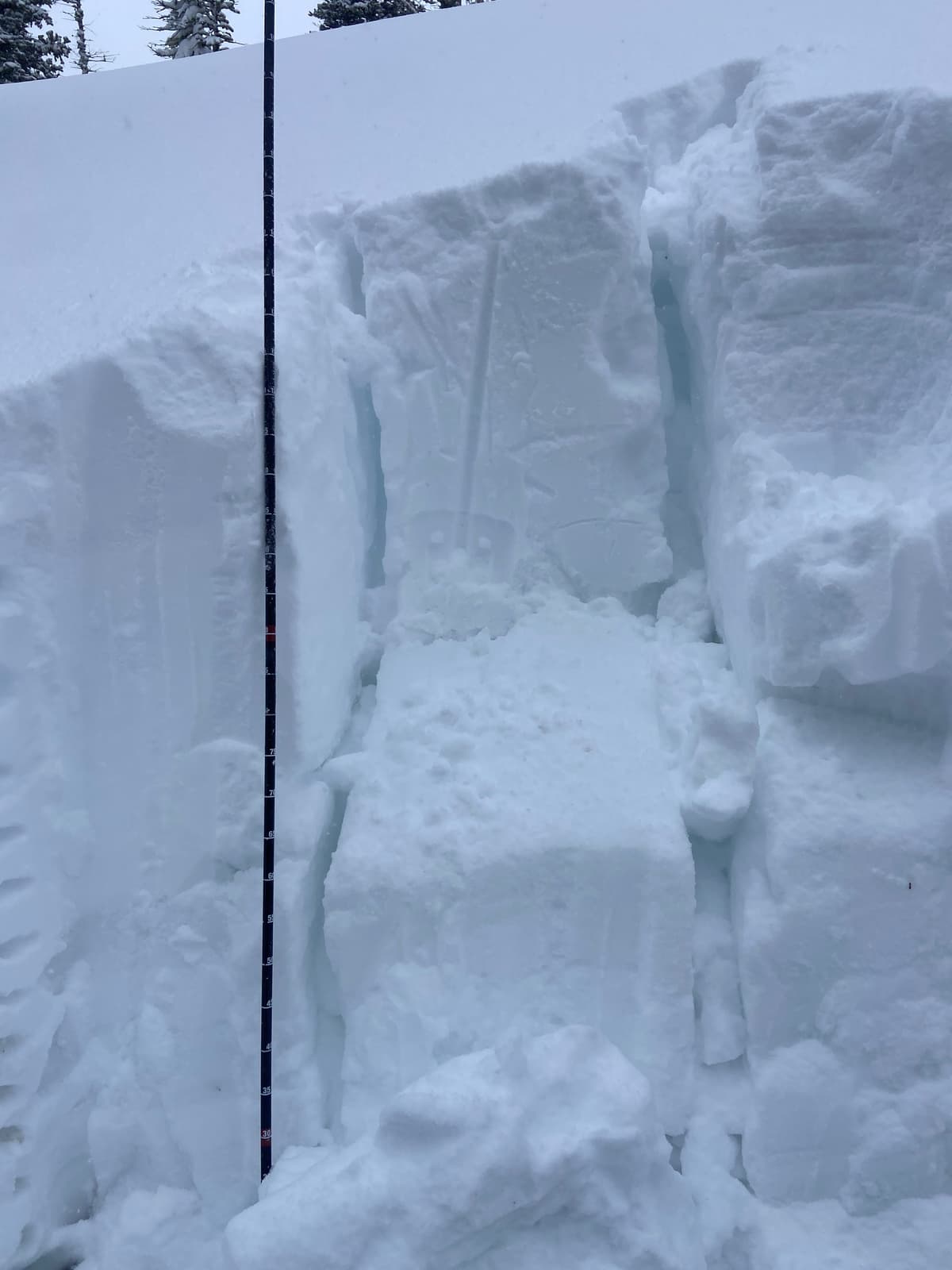 Was easy to pry off the column on this crust layer 60cm from the ground.