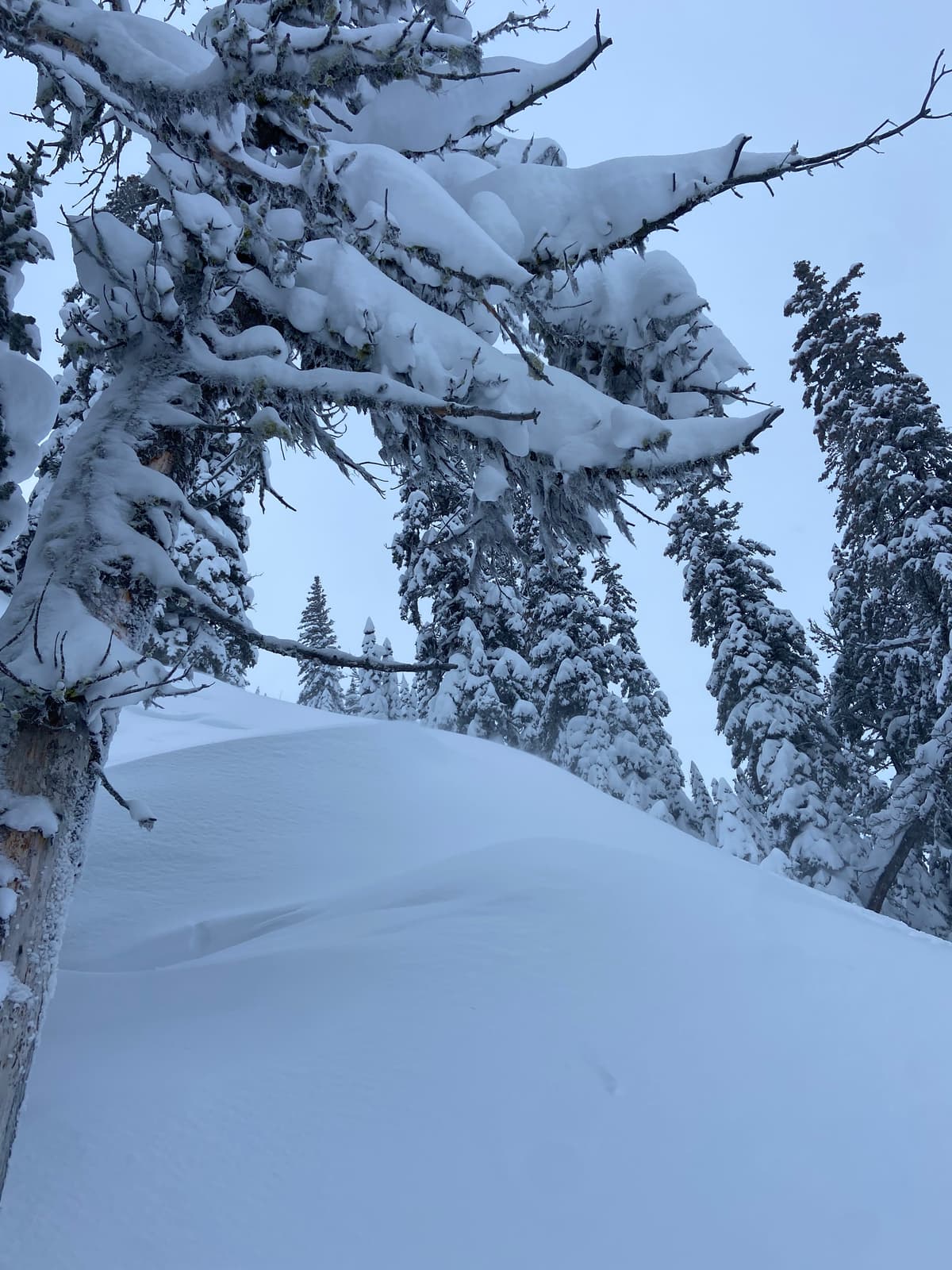 Some wind drifting on ridges in the trees.