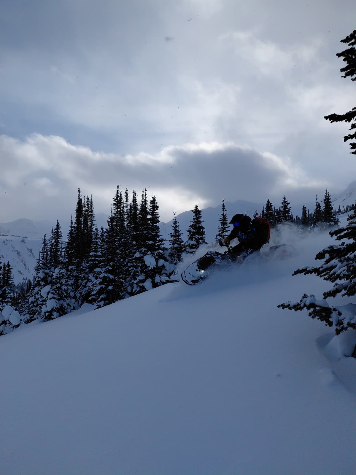 Powder in the trees
