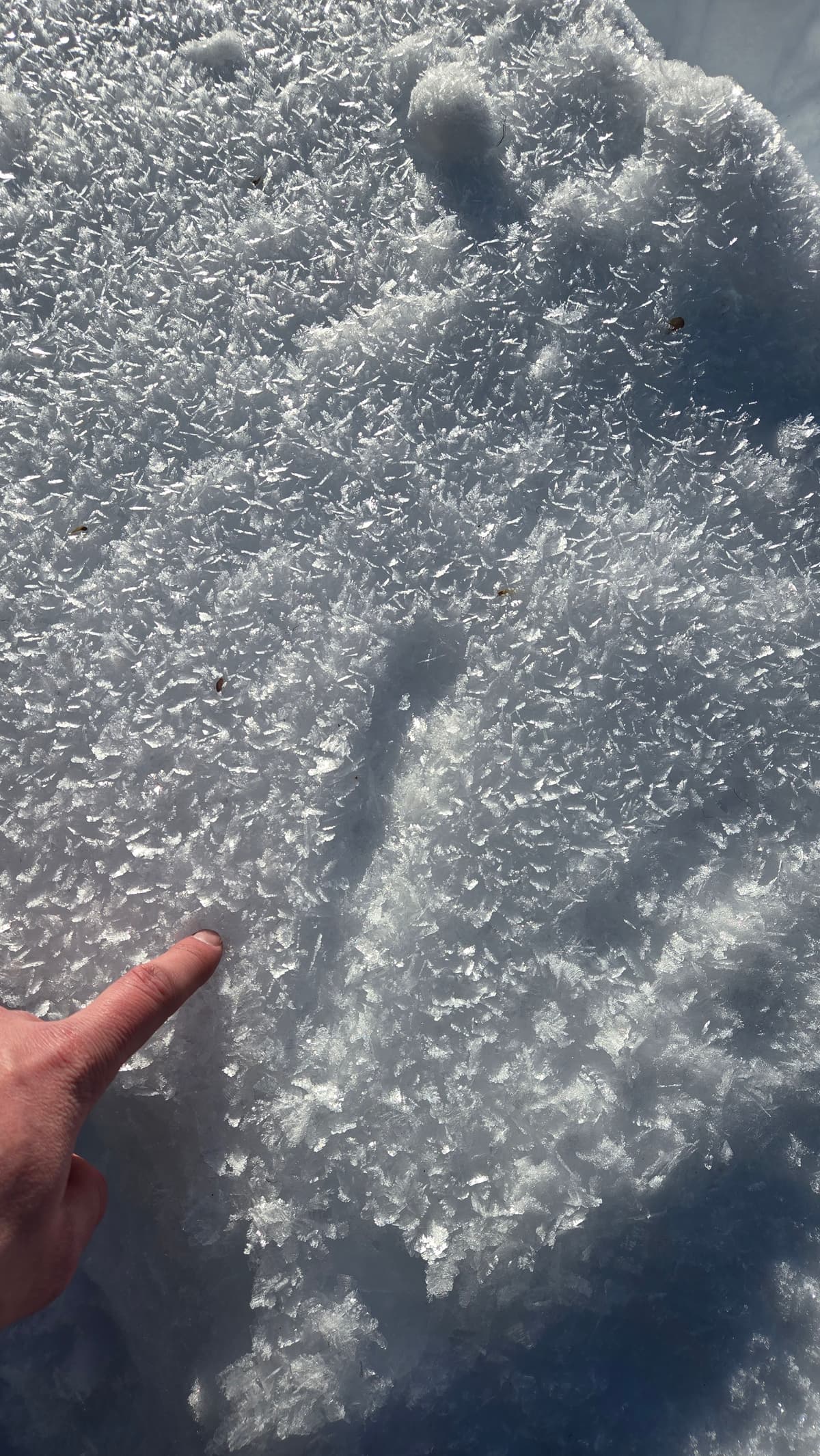 Hoarfrost facets formed about 1cm deep