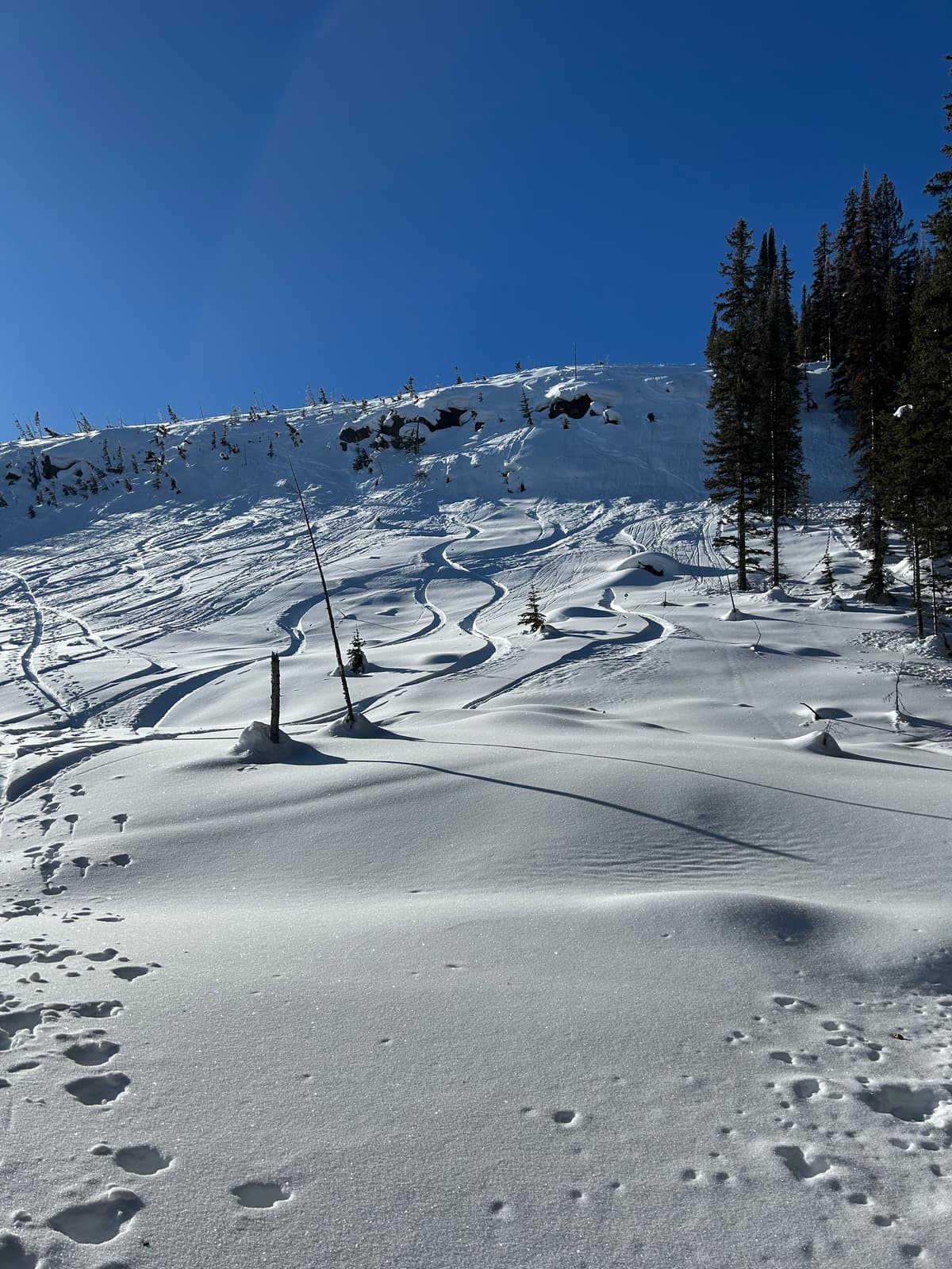 Below tree line was choice!