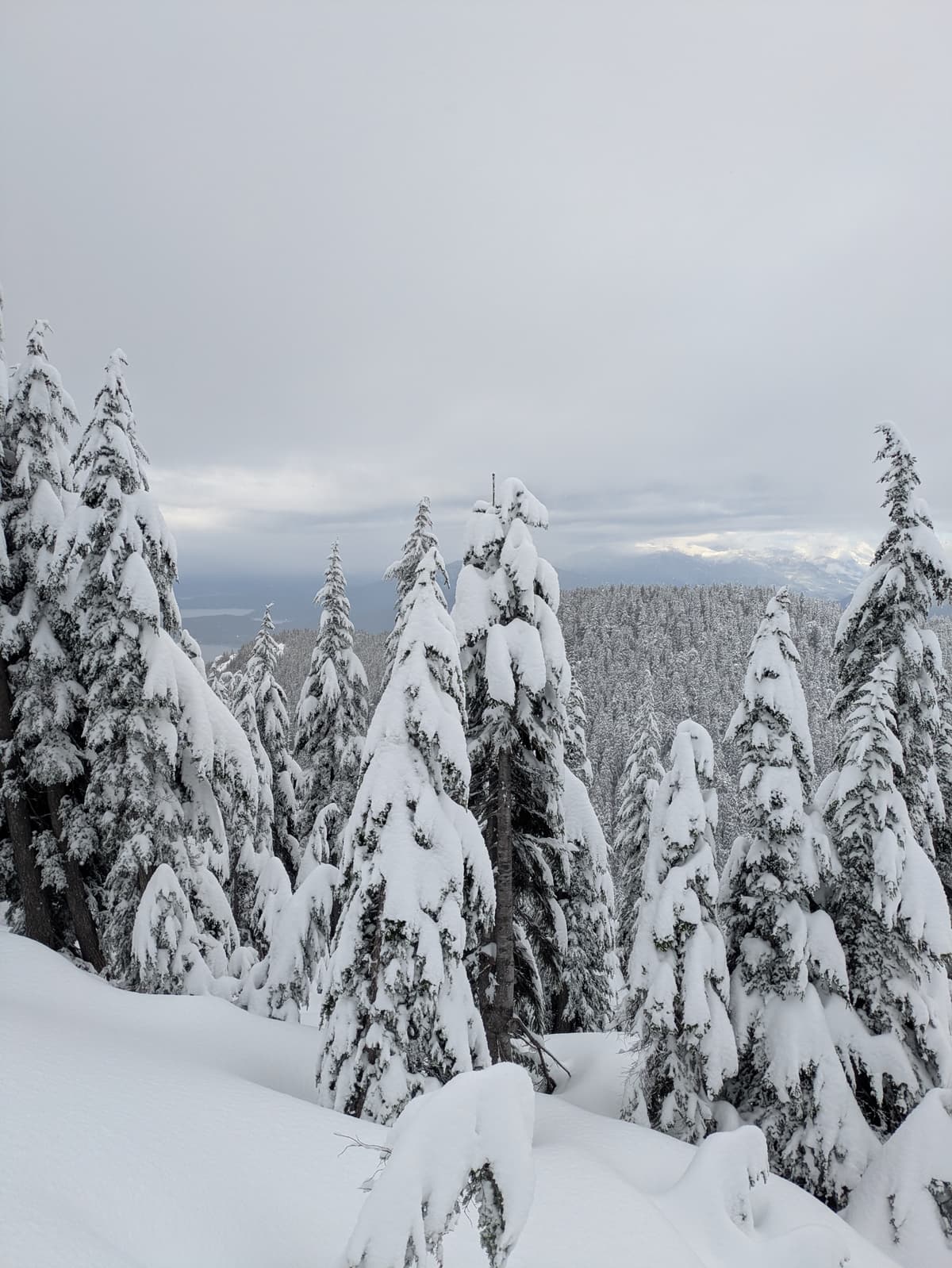 N trees of Strachan