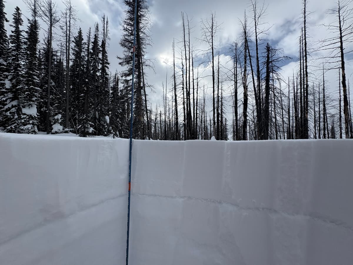 Jan 24 surface hoar layer easily visible in snow profile.