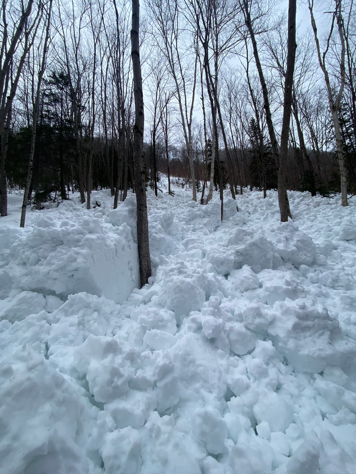 Avalanche debris field below Alicibat run. Avalanche had ran into the trees