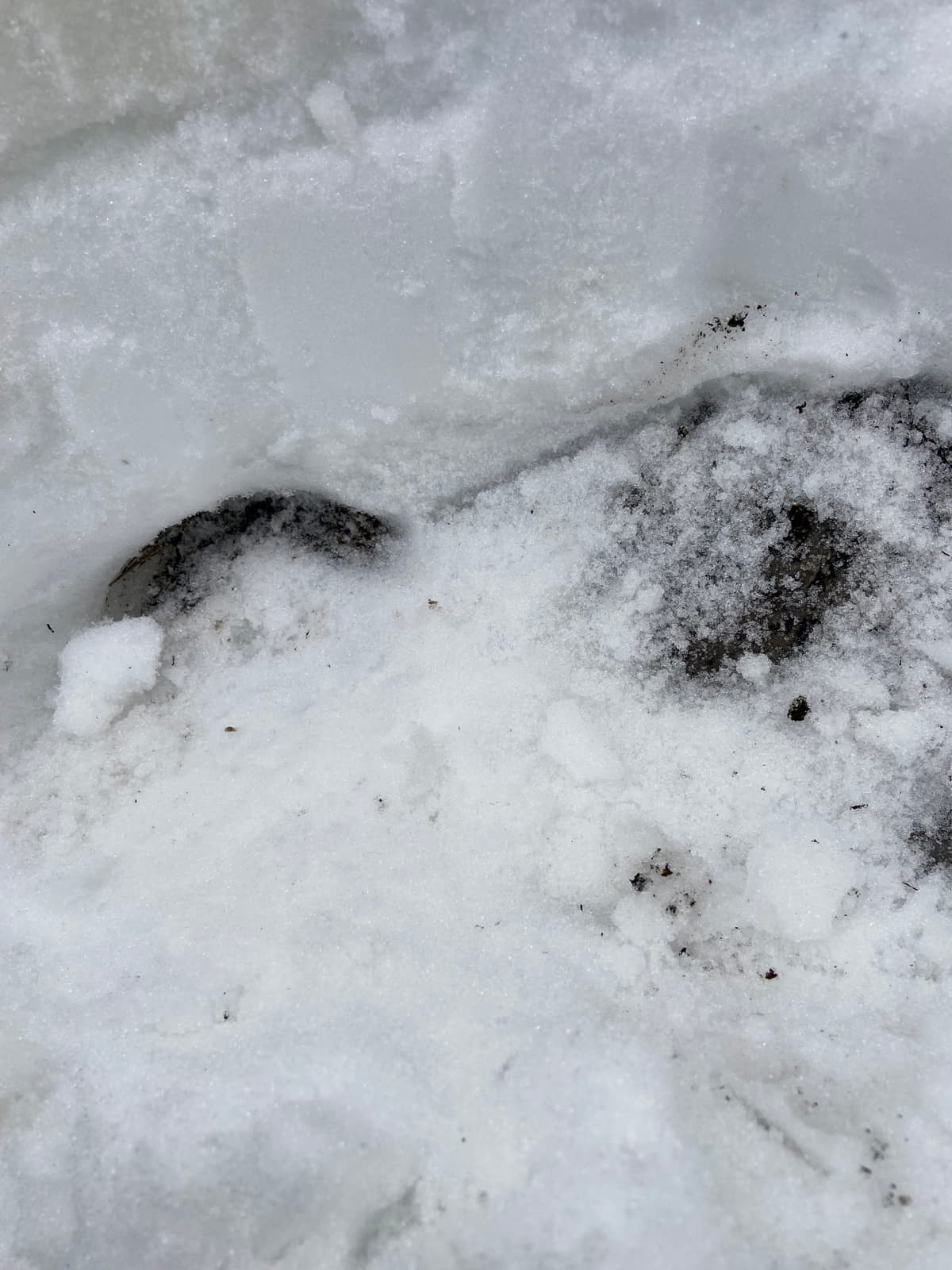 Moist snow on the ground